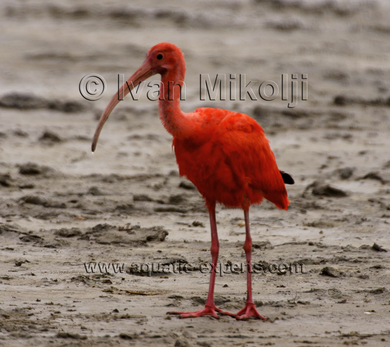 corocoro en venezuela